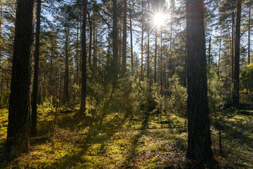 Obraz premium part of a forest with different types of trees in sunny weather, landscape photography