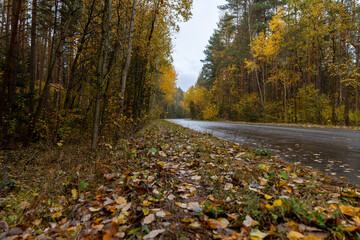 orange foliage falling on the road during the autumn leaf fall, side view, landscape photography