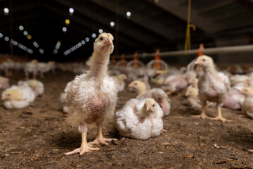 a poultry farm where meat breeds of broiler chickens are grown for industrial meat production, The chicken craned its neck for better visibility