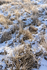 grass in the field during the winter in sunny weather, beautiful winter nature after snowfall and frost, close up