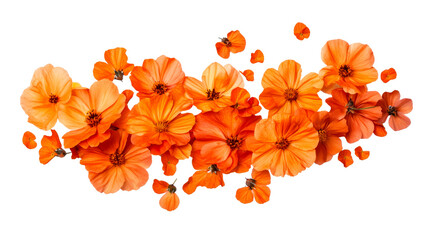 Floral arrangement with bright orange flowers, bloom, cut out transparent