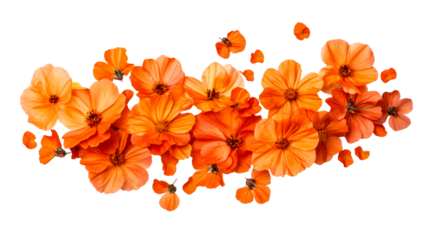 Floral arrangement with bright orange flowers, bloom, cut out transparent