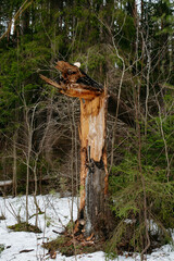 Spring forest. Trees broken by a wind.