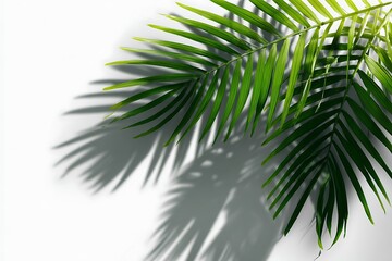 Fototapeta premium Corner palm leaf shade on white banner for graphics 