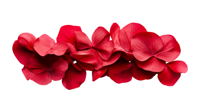 Pile of red petals closeup isolated on black background, cut out transparent
