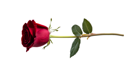 Single long-stemmed red rose with leaves, isolated, cut out transparent