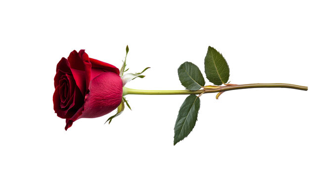 Single long-stemmed red rose with leaves, isolated, cut out transparent