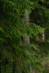 Spring forest. Landscapes of taiga trees