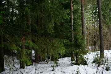 Spring forest. Landscapes of taiga trees