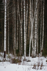 Fototapeta premium Spring forest. Landscapes of taiga trees