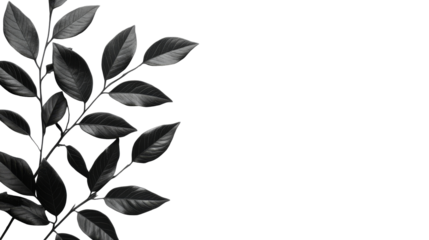 Black leaves isolated on the black background, cut out transparent