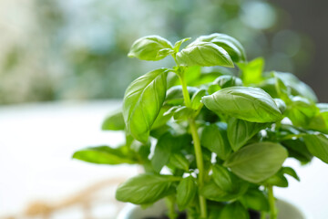 Fresh basil plant in pot, closeup