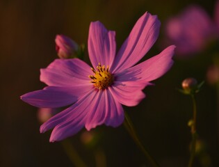 Vibrant Pink and White Cosmos Flowers Blooming in Natural Sunlight