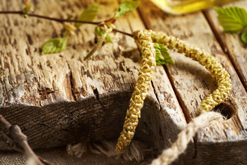 Fototapeta premium Young birch leaves and catkins - ingredient for herbal tincture