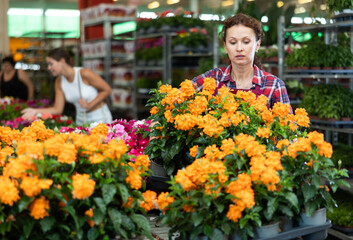 Female employee of flower hypermarket inspects plastic pot and holds crossandra plant in hands....