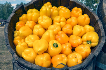 Close-up view of a wooden basket filled with yellow bell peppers, showcasing the freshness and vibrant colors of produce displayed at an outdoor farmer's market