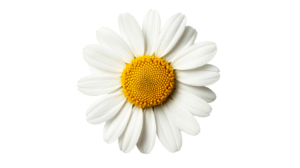 Daisy flower with white petals and yellow center, cut out transparent
