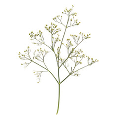 A Sprig of Fennel with Delicate Finely Divided Leaves Isolated on Transparent Background