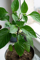 A flowering green seedling of young red pointed pepper growing in a black plastic pot, close up on a yellow flower ready for pollination. Placed on a sill illuminated by daylight