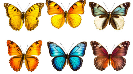 Colorful butterflies collection isolated on black background, cut out transparent