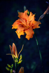 Orange daylily in the sun, blooming in the garden.