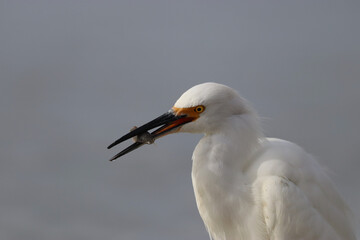 Snowy Egret caught a Sand Crab, closeup