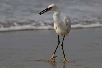 Snowy egret caught a sand crab
