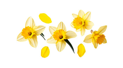 Fototapeta premium Daffodils on black background, cut out transparent