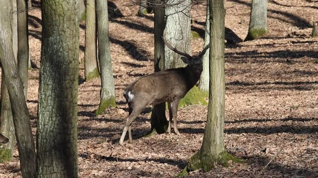 Deer in the forest. Wild deer herd with male and female mammal animals in the autumn forest among trees. European fallow deer Dama dama in the genus Dama of subfamily Cervinae in the wild nature park