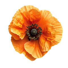 Single Orange Poppy with Ruffled Petals Isolated on Transparent Background