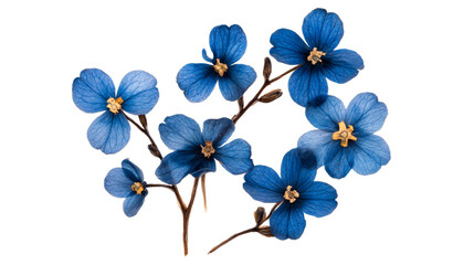 Blue blossoms delicate branches, close-up floral design, cut out transparent