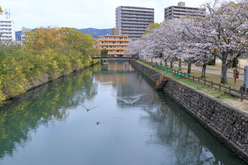 城西公園　川沿いに咲く桜と雲南黄梅　（高知県　高知市）