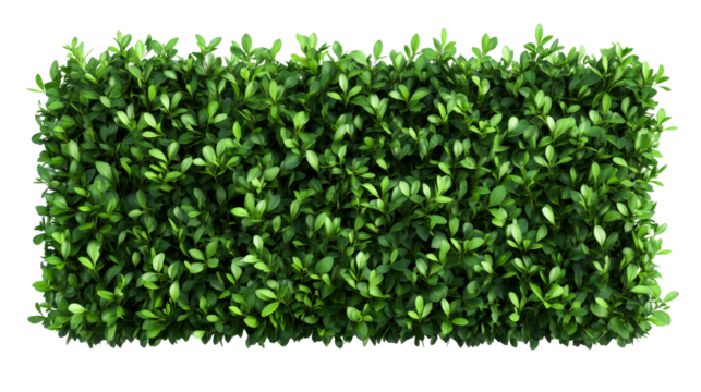 Lush green hedge, dense foliage, rectangular shape, nature background, cut out transparent
