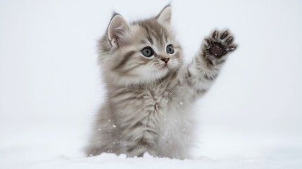 Fluffy kitten playfully raising one paw in a minimal setup with a white background that enhances its cuteness and charm