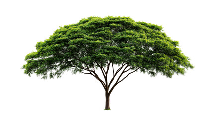 Lush green tree isolated on black background, cut out transparent