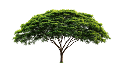 Lush green tree isolated on black background, cut out transparent