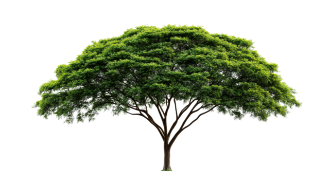Lush green tree isolated on black background, cut out transparent