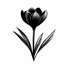 Elegant Black and White Tulip Illustration: Monochrome Botanical Nature Art for Home Decor and Floral Design Inspiration