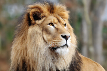 Fototapeta premium name: majestic lion close-up