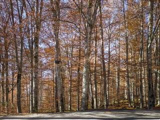 Autumn landscape of Rila Mountain, Bulgaria