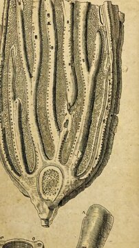 Detailed illustration of a plant root structure showcasing vascular and meristematic tissues