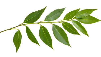Willow tree leaves branch with green foliage, nature concept, cut out transparent