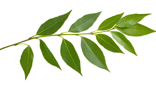Willow tree leaves branch with green foliage, nature concept, cut out transparent