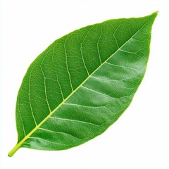 Obraz premium A large green leaf stands out against a clean white background, emphasizing natures beauty and simplicity.