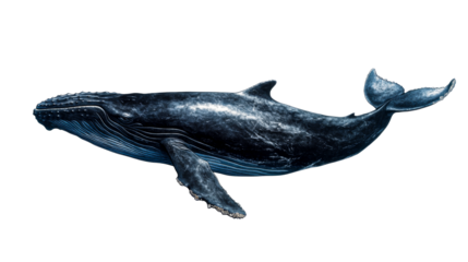 Majestic Humpback Whale Swimming, Marine Life, Wildlife, cutout transparent