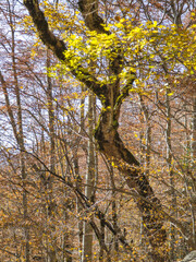 Autumn landscape of Rila Mountain, Bulgaria