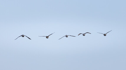 Mallard ducks. A flock of birds flying in a line across a blue sky
