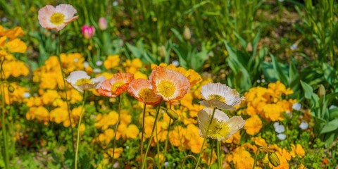光を浴びて輝く満開のポピー