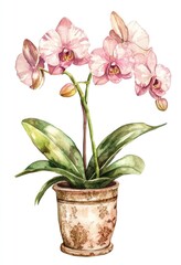 Naklejka premium An artistic watercolor painting showcasing a potted orchid flower arrangement