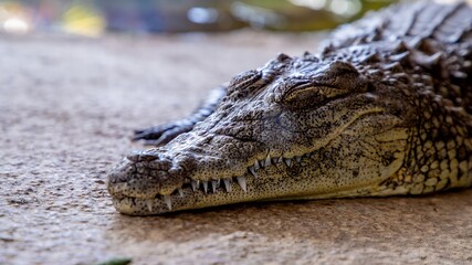 Obraz premium Crocodile resting in a natural environment 